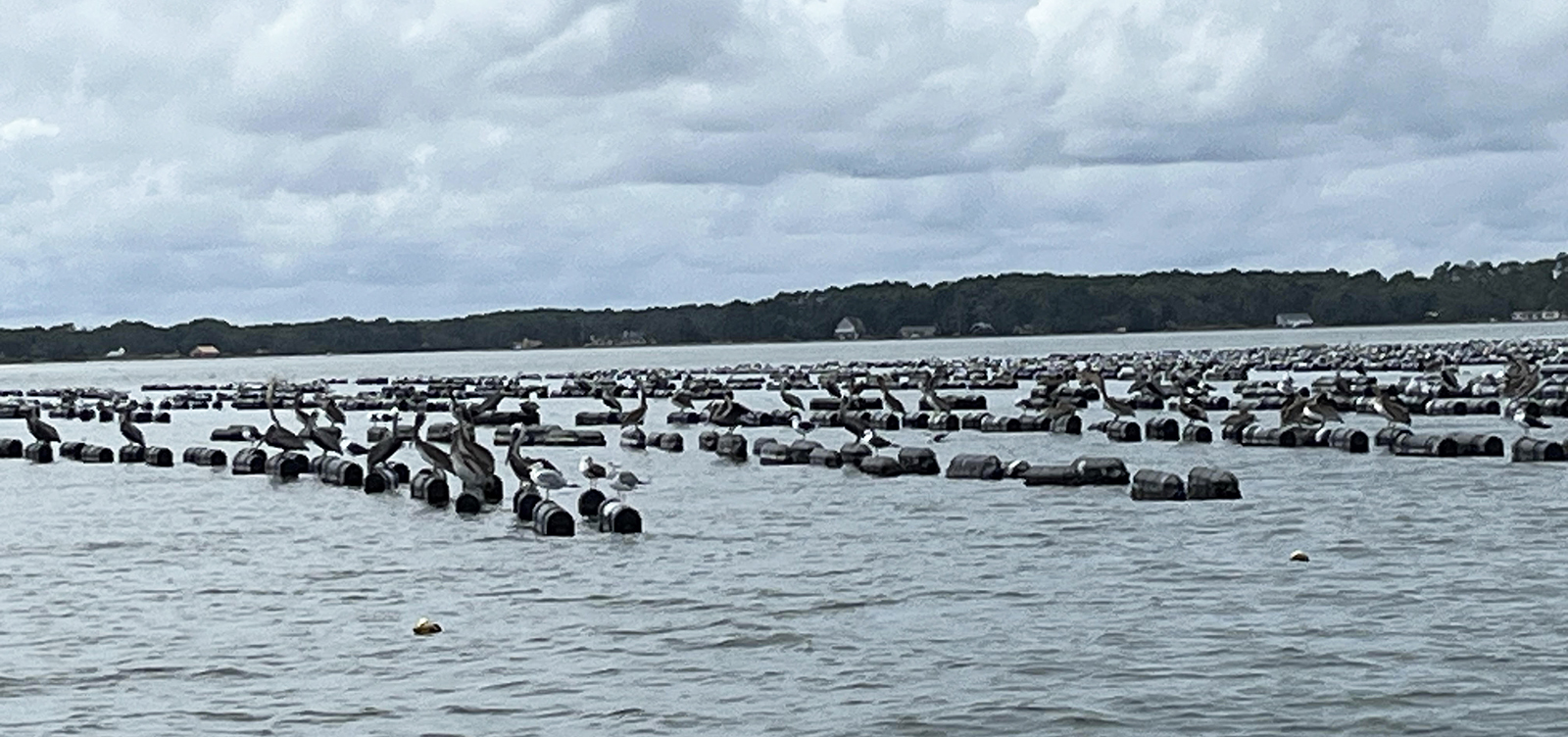 Una foto de un río con filas de jaulas de plástico flotantes.