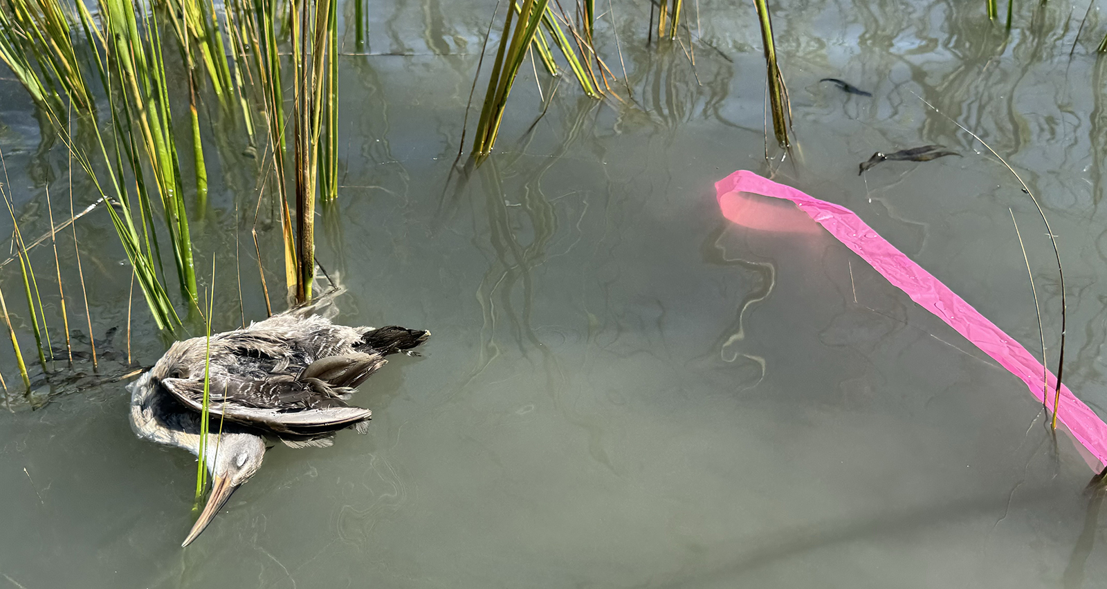 Una foto de un pájaro muerto flotando en el agua con una cinta de plástico rosa flotando a su lado.