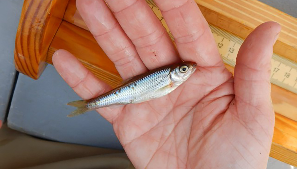 Una imagen de un hombre sosteniendo un pequeño brillo blanco