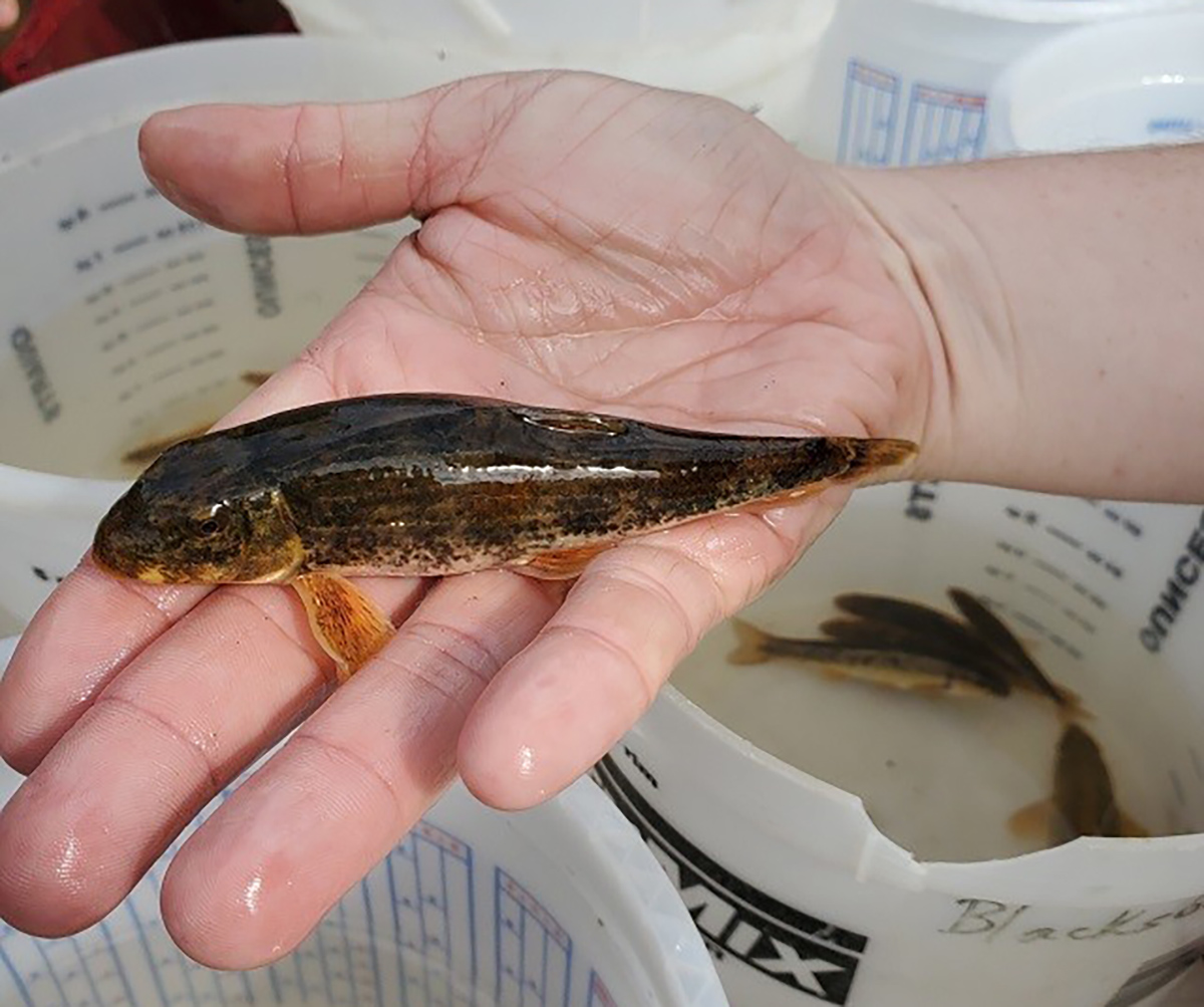 Una imagen de un hombre sosteniendo un chupacerdos de Roanoke