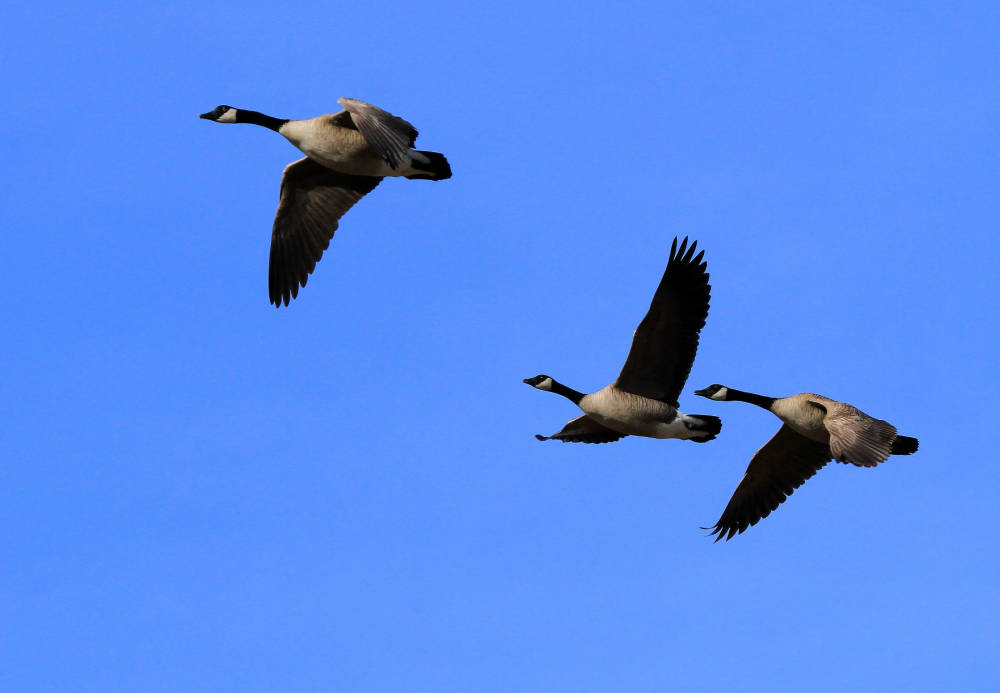 Una imagen de tres gansos canadienses volando