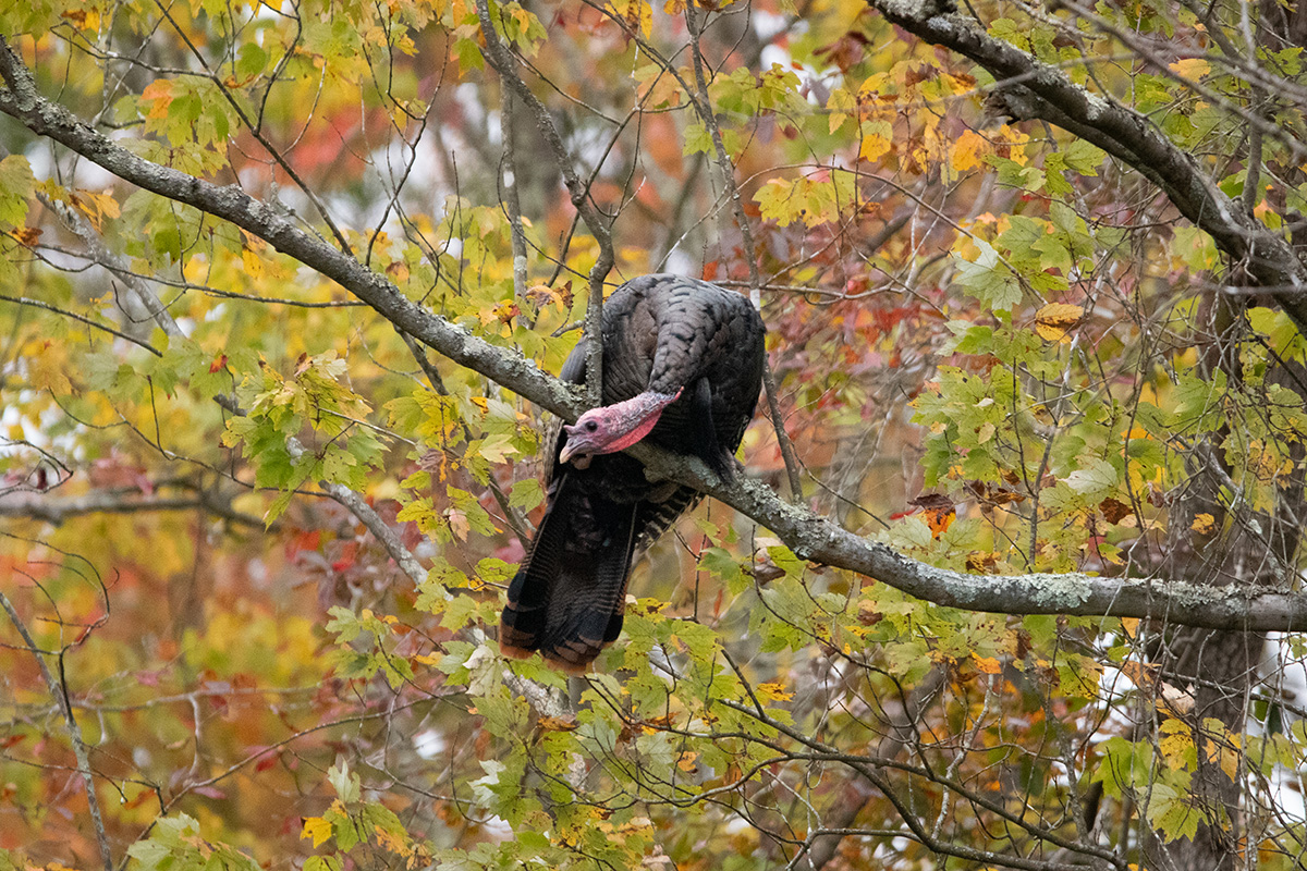 Un pavo salvaje se posa en un árbol en lo alto.