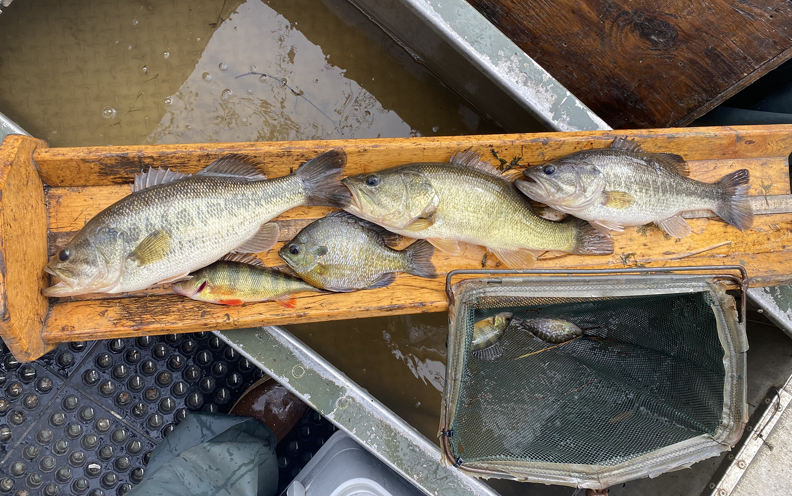 Una foto de cinco peces diferentes acostados en un