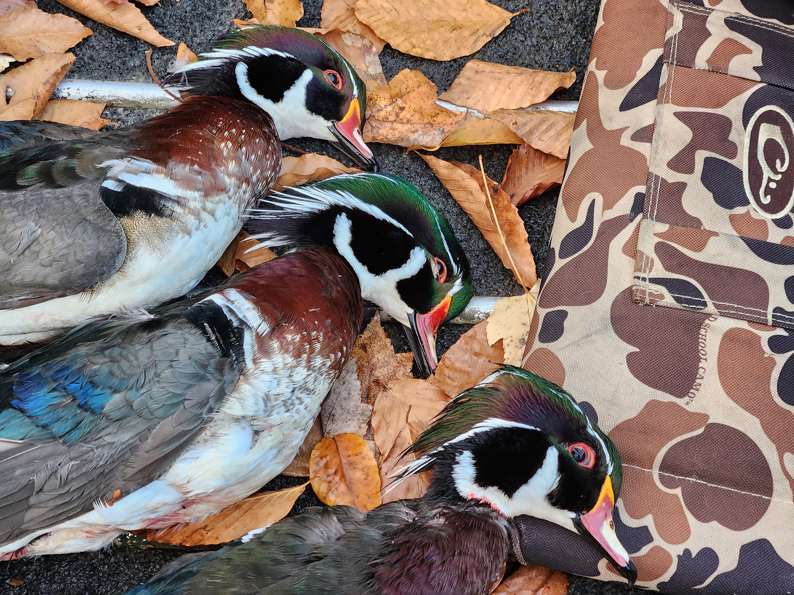 Una foto de tres patos de madera cosechados tumbados en el groud con hojas de otoño.
