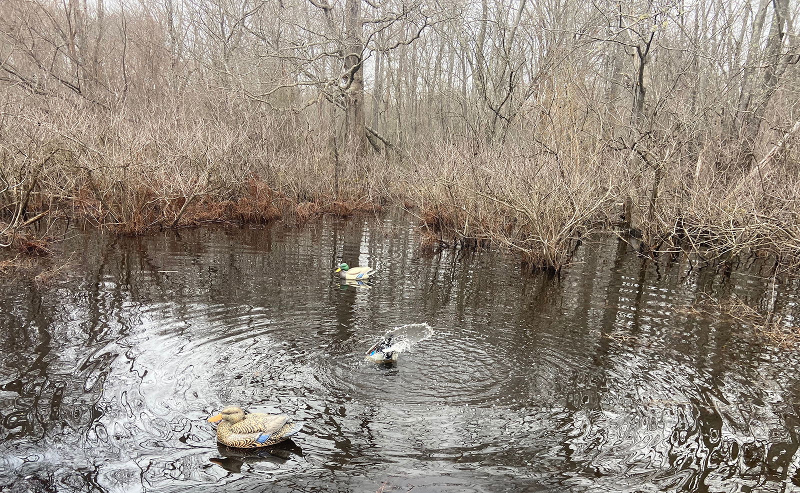 Una foto de tres señuelos de patos en un pantano, con ondas que indican que los señuelos se están moviendo en el agua.