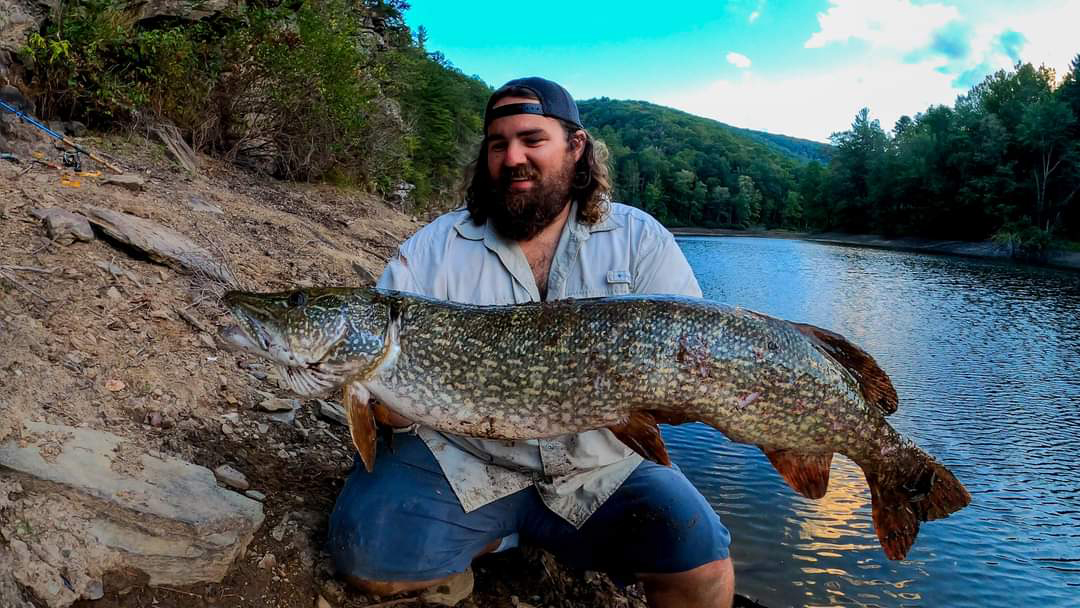 Una foto de un hombre arrodillado en la orilla de un río sosteniendo un enorme pez lucio del norte.