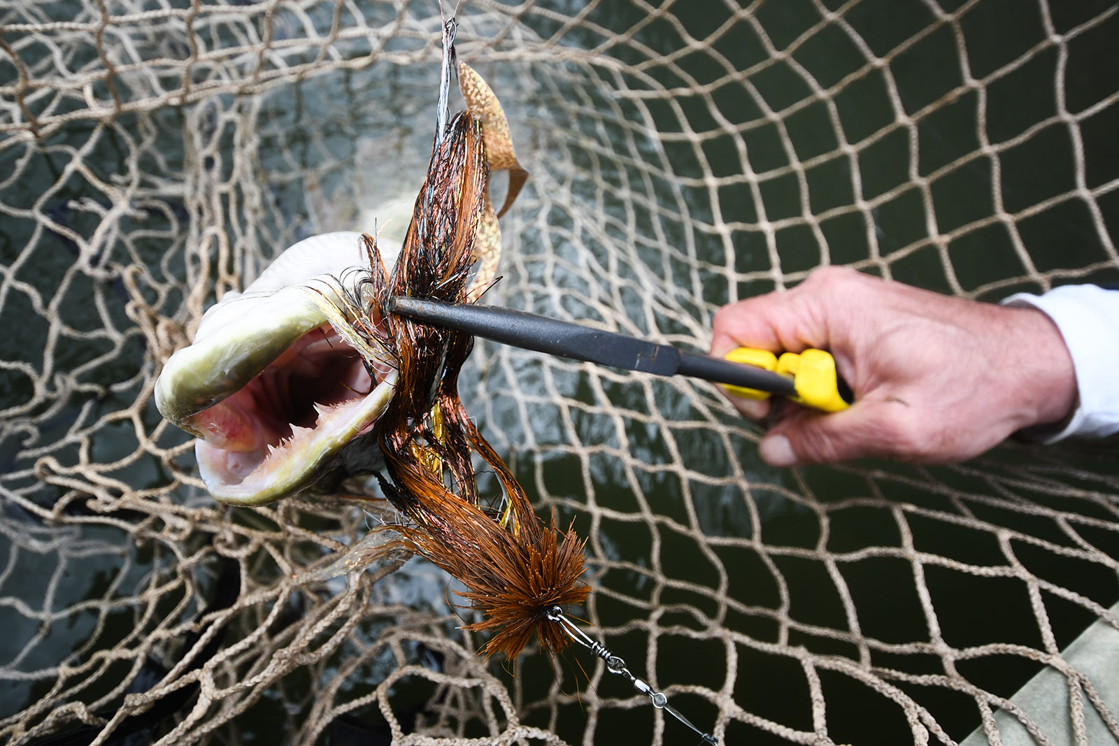Una foto de un pez almizclado atrapado en una red, con alicates sujetos a la mosca en la boca y la mano de una persona sosteniendo los alicates.