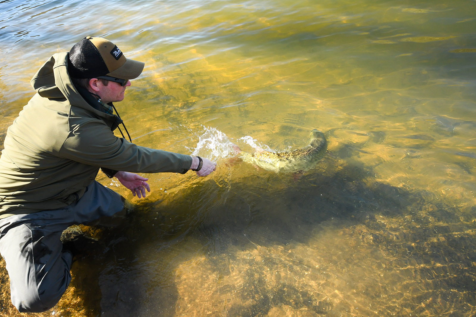 Una foto de un hombre arrodillado en el agua con las manos extendidas, con un almizcle alejándose nadando.
