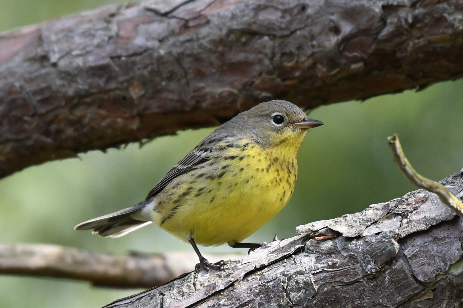 Una foto de un pequeño pájaro con rayas grises en la parte superior y el pecho amarillo posado en la rama de un árbol.