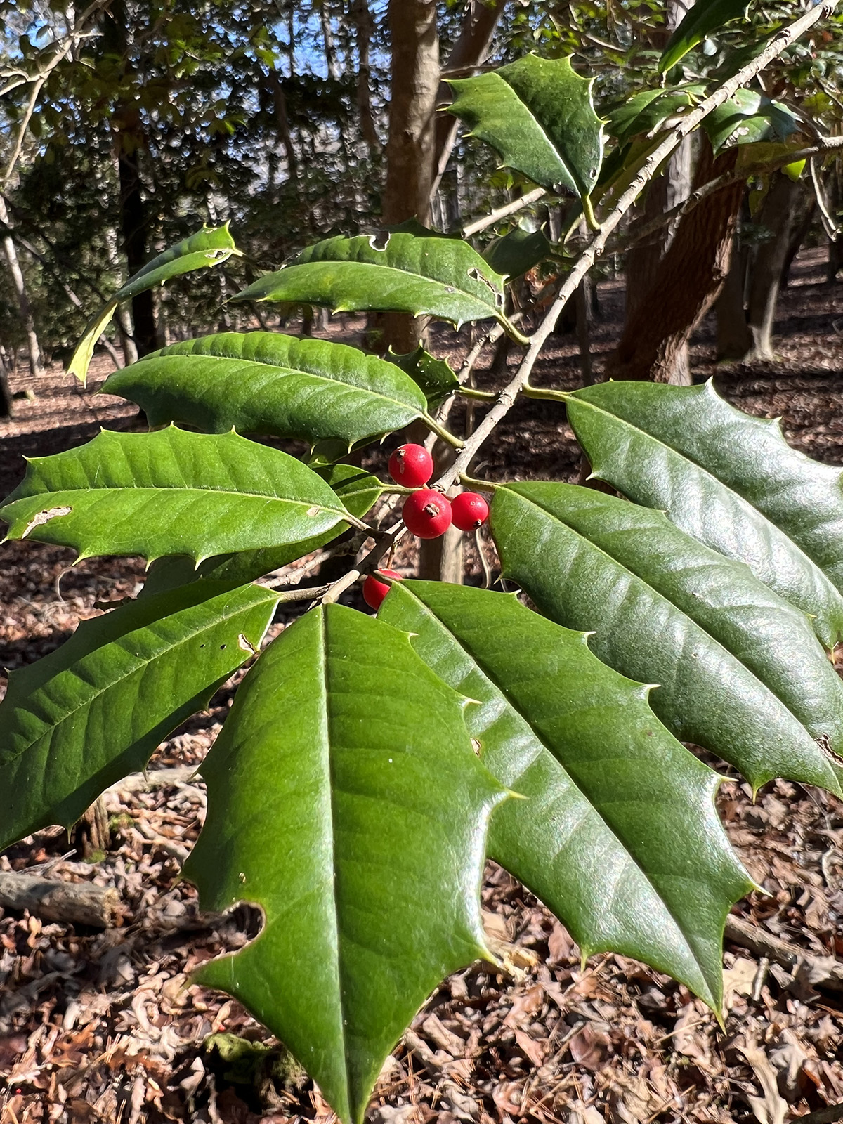 Una foto de hojas de acebo verdes y puntiagudas con bayas rojas que crecen en una rama.