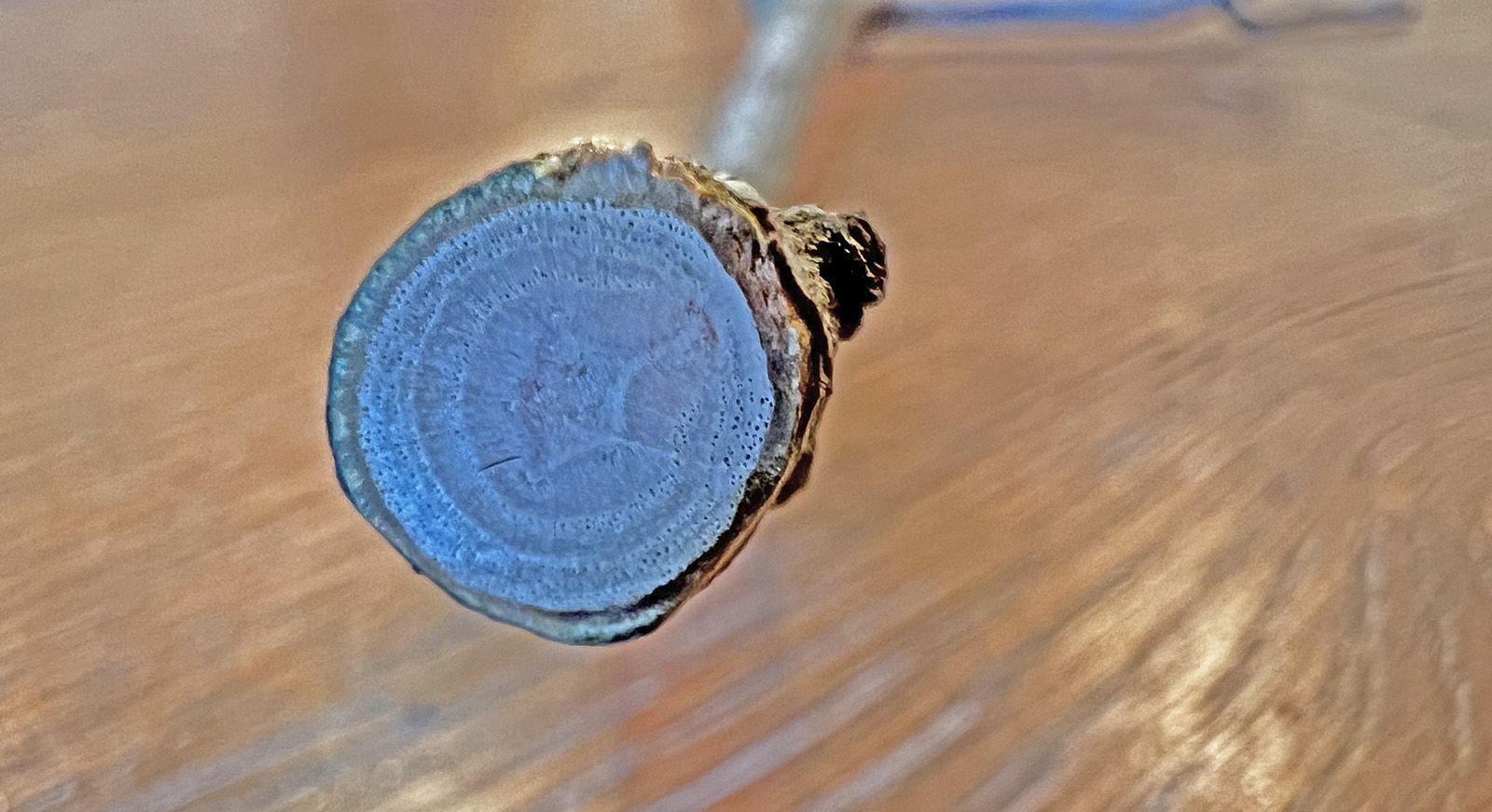 Una foto de sección transversal de una rama, que muestra el núcleo en forma de estrella.