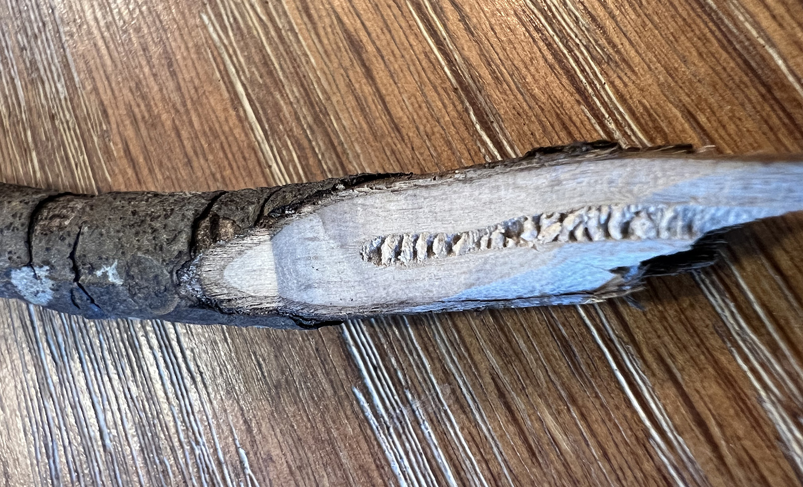 Una foto de una rama cortada en ángulo, revelando el núcleo blando, que está segmentado en cámaras.