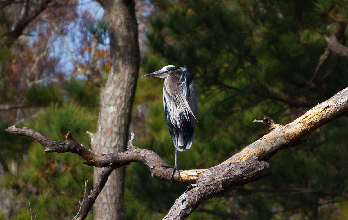 Una gran garza azul en el árbol.