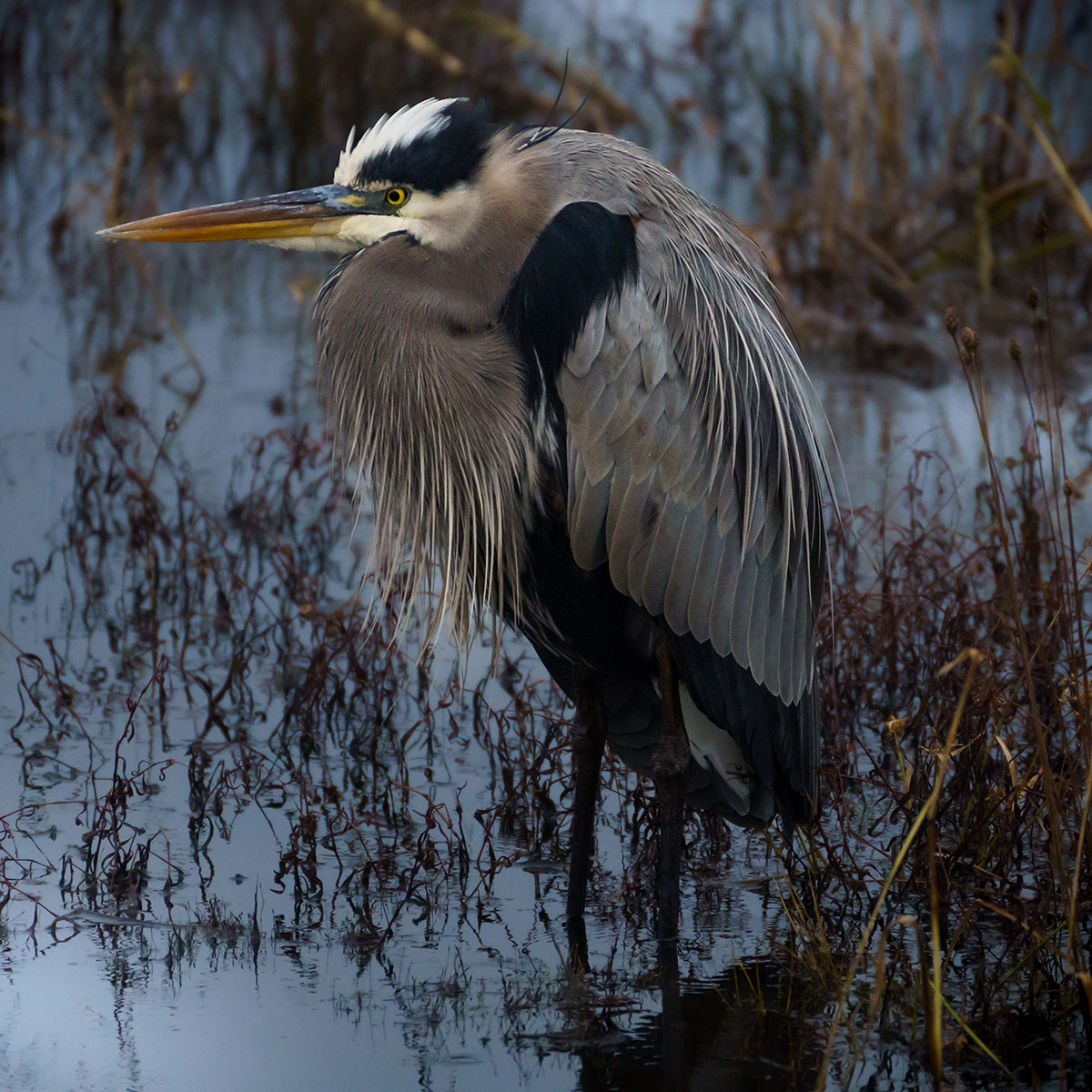 Una gran garza azul en el agua