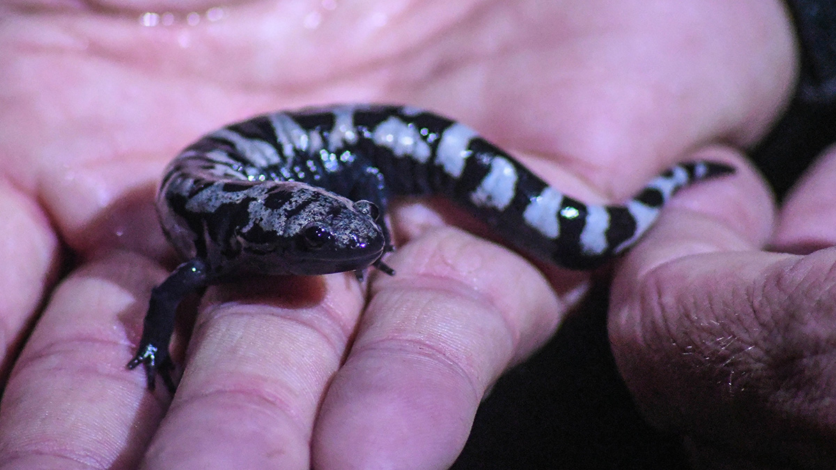 Las salamandras jaspeadas, aunque no se reproducen en primavera, utilizan los estanques vernales para reproducirse y son en gran parte nocturnas.