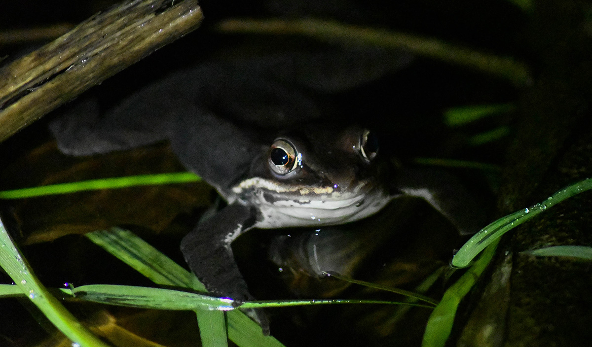 Una rana de bosque solitaria que se esconde de los focos de los naturalistas en busca de animales.