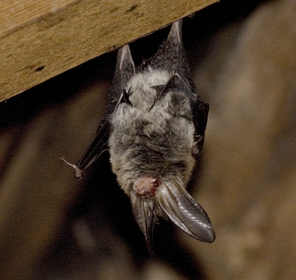 Una foto de un pequeño murciélago colgando boca abajo de una viga de madera.