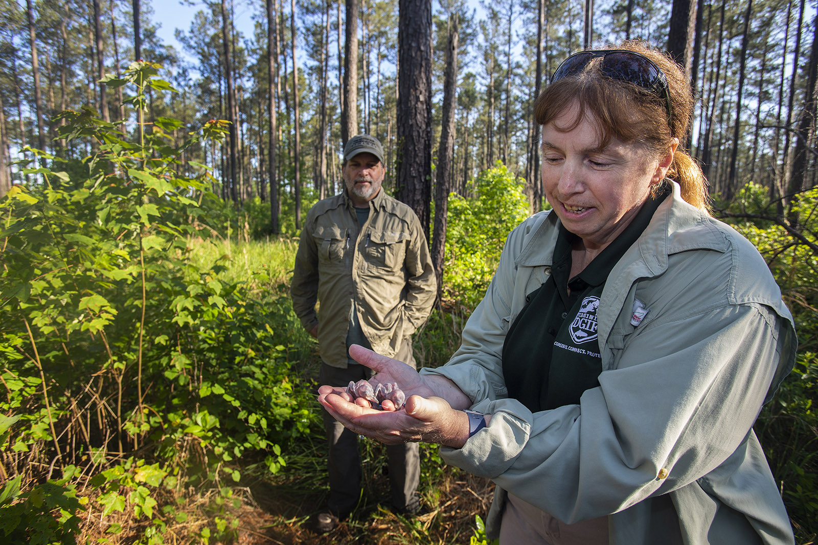 Una foto de una empleada de DWR sosteniendo dos pequeños polluelos de pájaro carpintero de cresta roja acunados en sus manos entre un bosque de pinos.
