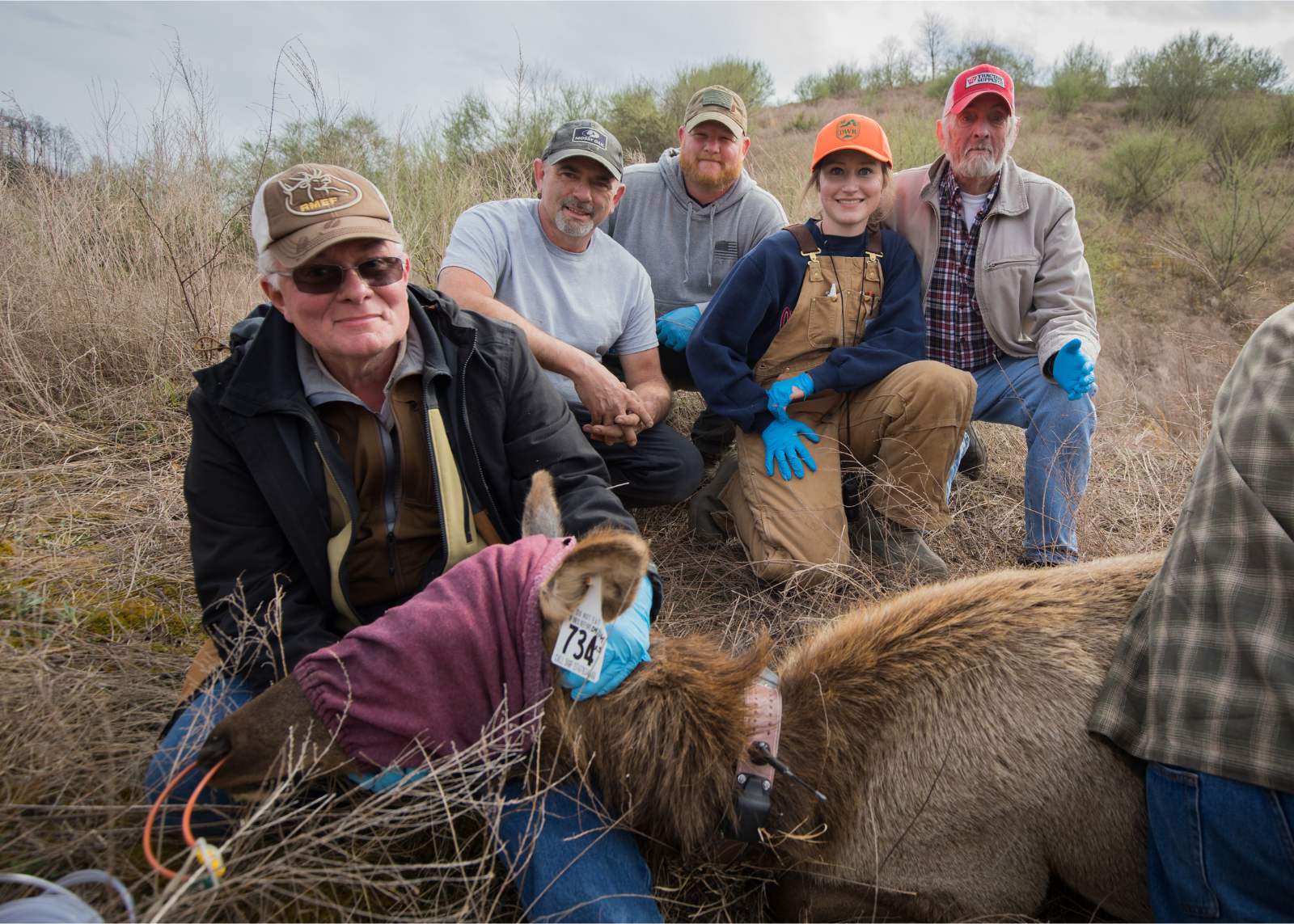 Una vaca alce sedada, con los ojos vendados, yace en el suelo con una etiqueta en la oreja y un collar de radio mientras un hombre le sostiene la cabeza y otras cuatro personas están en el fondo.