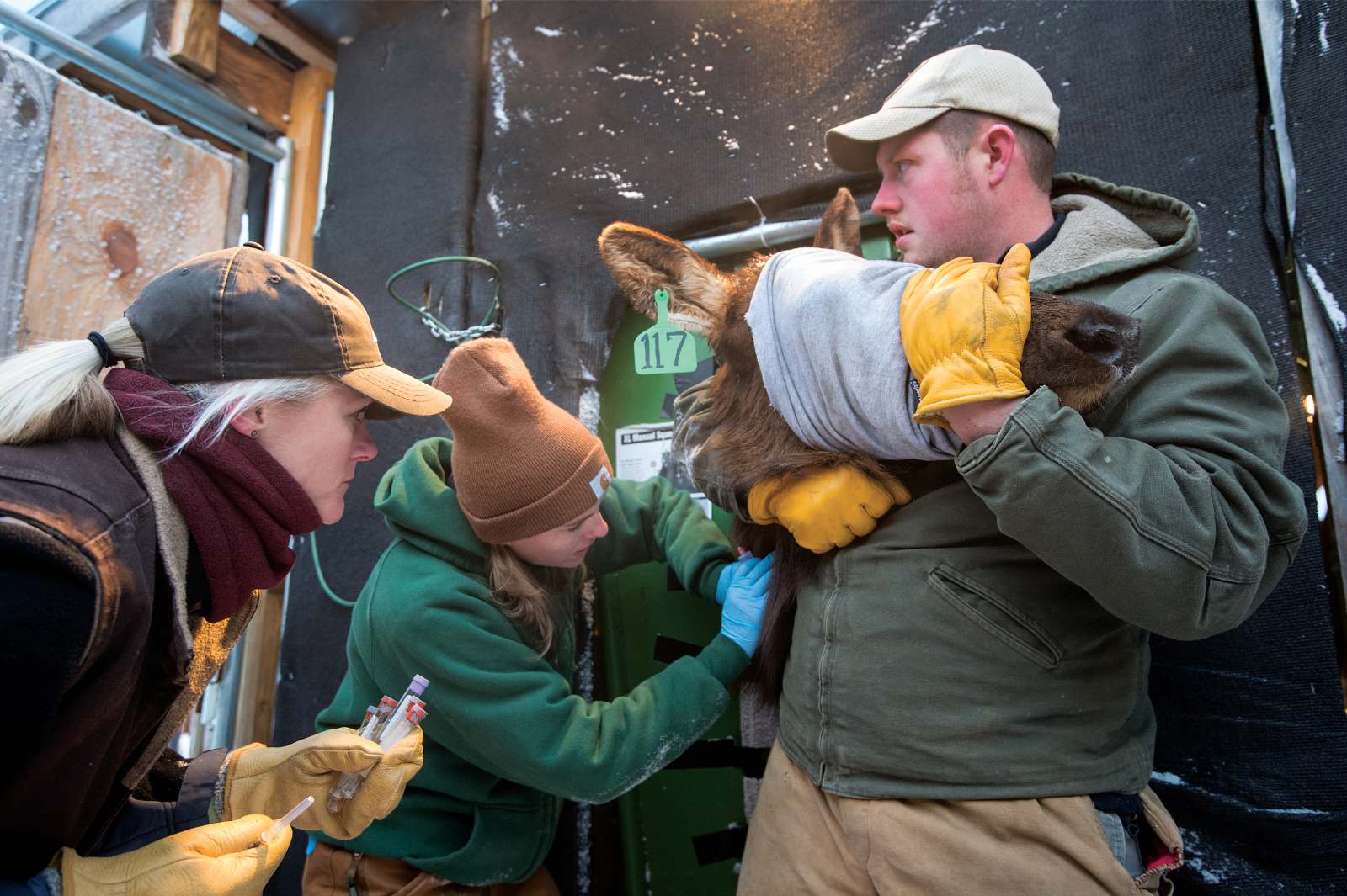 Un hombre sostiene la cabeza de un alce con los ojos vendados que ha sido colocado en cepos, mientras una mujer inyecta algo en el cuello del alce y otra mujer observa.