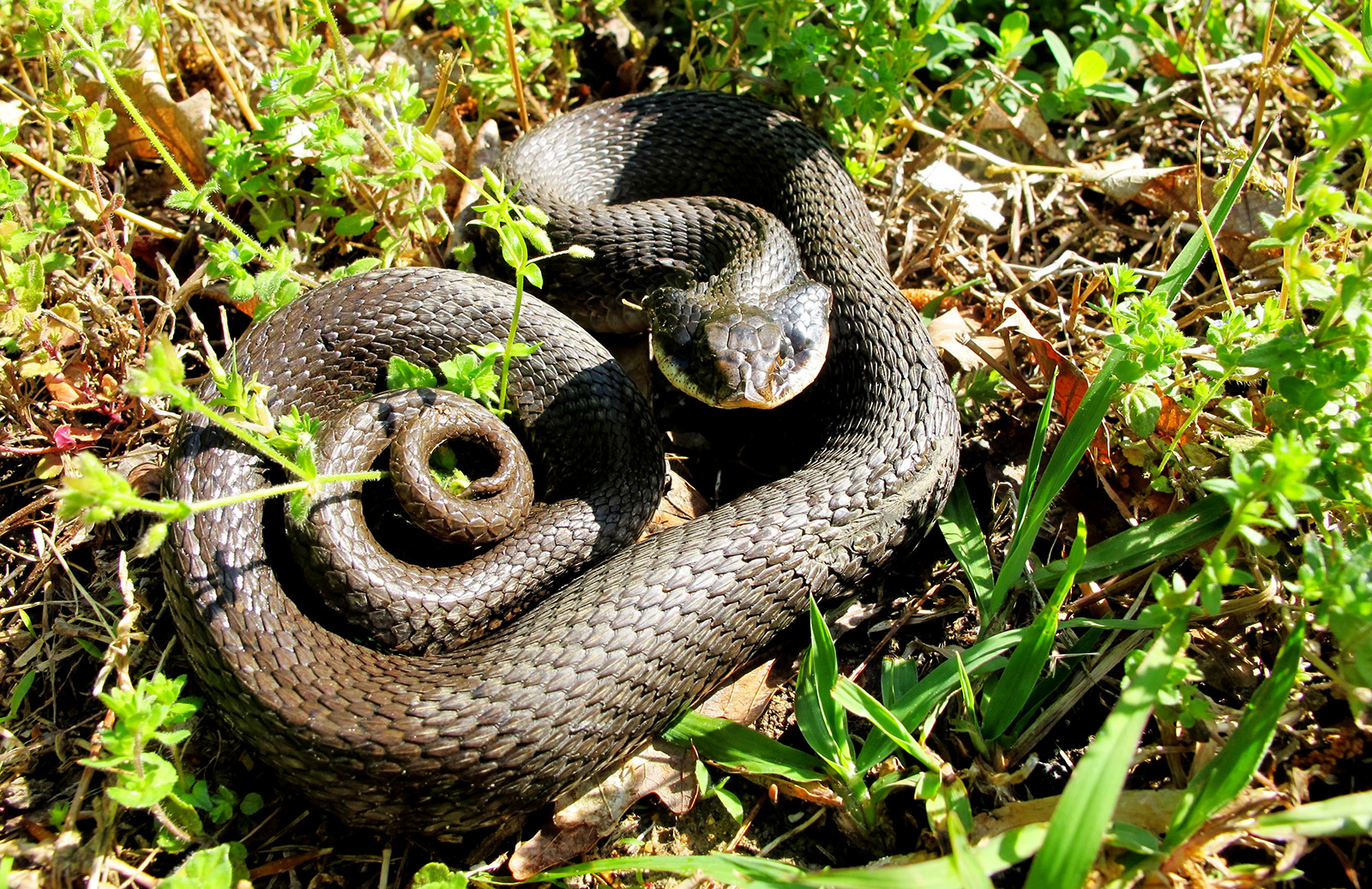 Una foto de una serpiente de nariz de cerdo enroscada en la hierba.