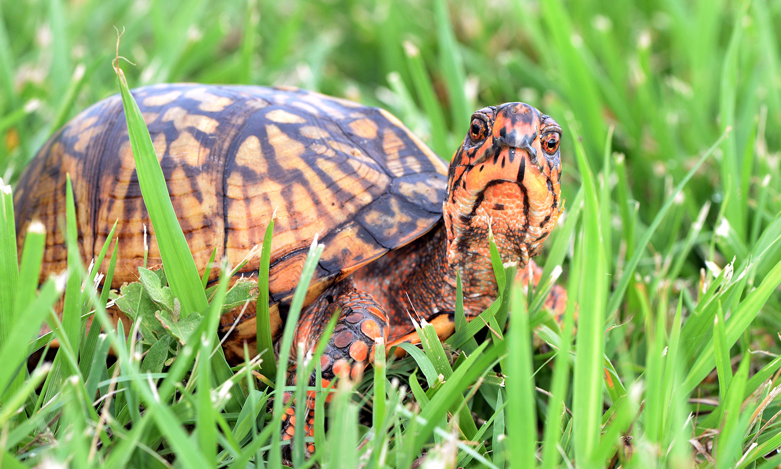 Foto de una tortuga naranja y negra en la hierba.