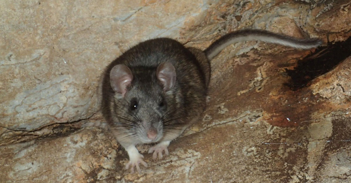 Una foto de una rata pequeña sobre un fondo de piedra.