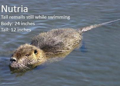 Una foto de una nutria
