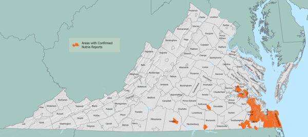 Un mapa de Virginia que muestra áreas de avistamientos confirmados de nutria a febrero de 2026. Estas áreas se centran principalmente en el sudeste/zonas de marea de Virginia, con otros focos aislados en la parte centro-sur del Commonwealth.