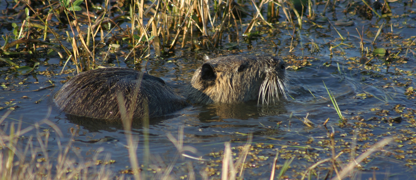 Una foto de un gran roedor peludo parcialmente sumergido en una zona pantanosa, con la cabeza asomando y mostrando grandes whickers blancos. 
