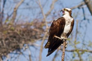 Una imagen de un águila pescadora en un árbol