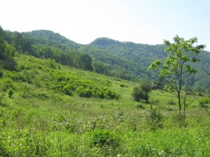 La imagen de un viejo campo que ahora es un matorral