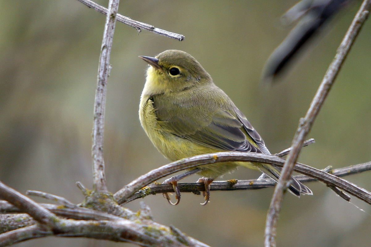 Imagen de una curruca coronada de color verde oliva y amarillo anaranjado