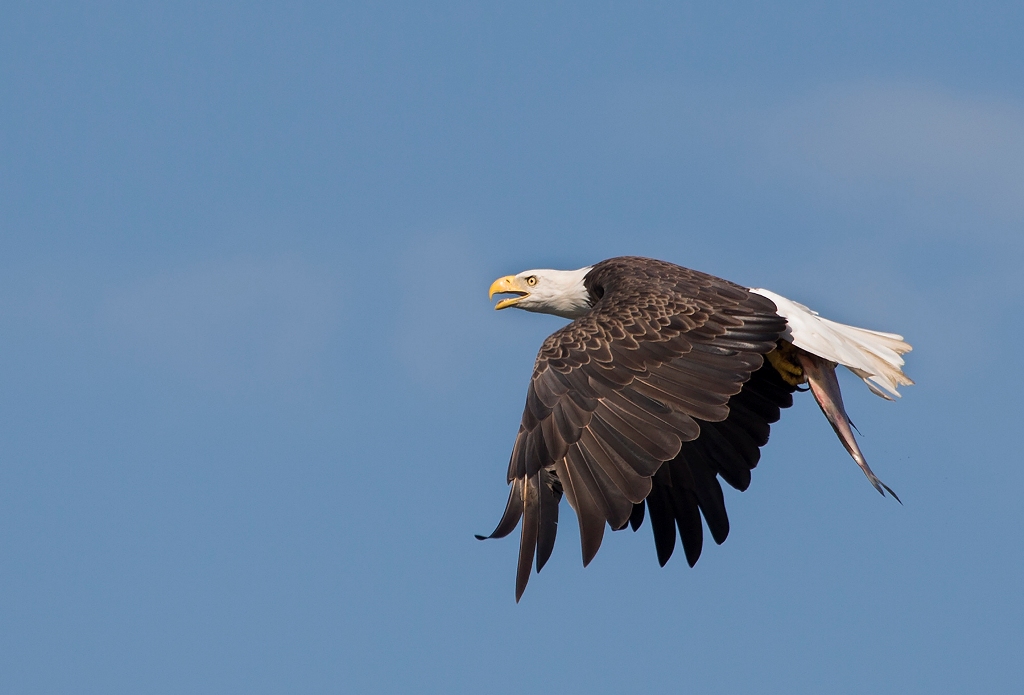 Una imagen de un águila calva volando con un pez atrapado entre sus garras