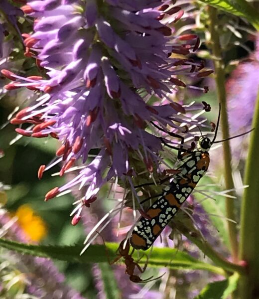 Una imagen de una polilla de armiño con manchas amarillas y rojas en una flor de raíz de Culver