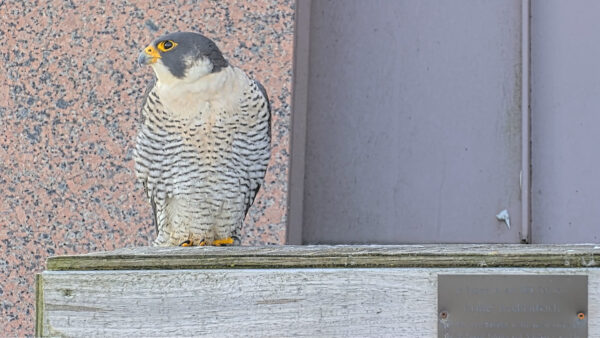 Un halcón peregrino de pie encima de su caja de raspado