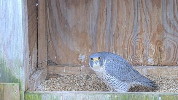 Un halcón peregrino dentro de su caja de raspado