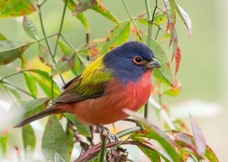 Una imagen de un banderín pintado; un pájaro rojo con cabeza azul y espalda amarilla posado en un árbol