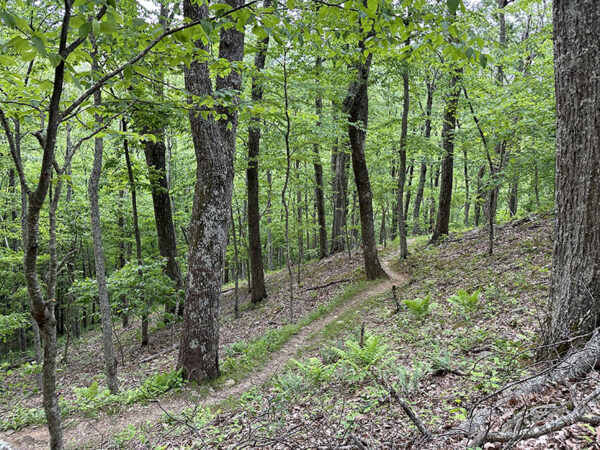 El sendero Harkening Hill Loop pasa por el hábitat de reproducción de la curruca cerúlea. Crédito de la foto: Lisa Mease