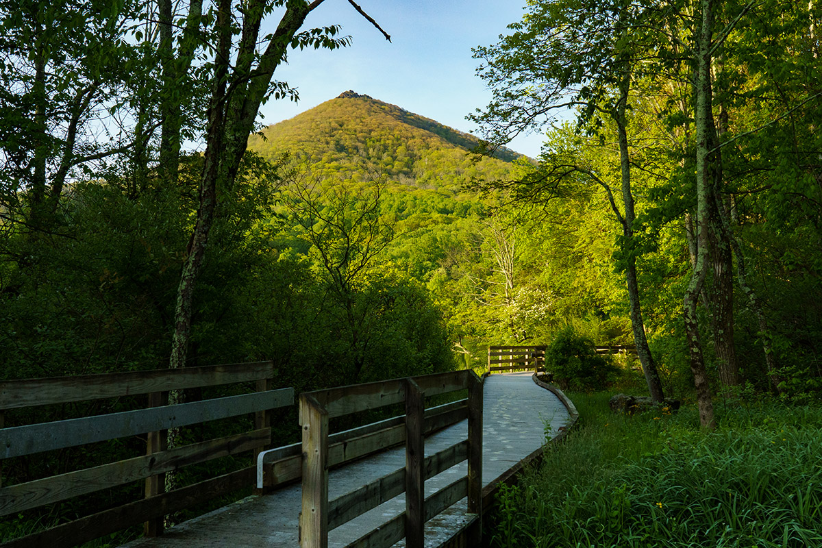 Una imagen de picos de nutria desde un sendero
