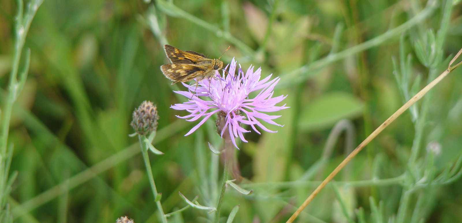 Una foto de una pequeña mariposa sentada sobre una flor de cardo púrpura.
