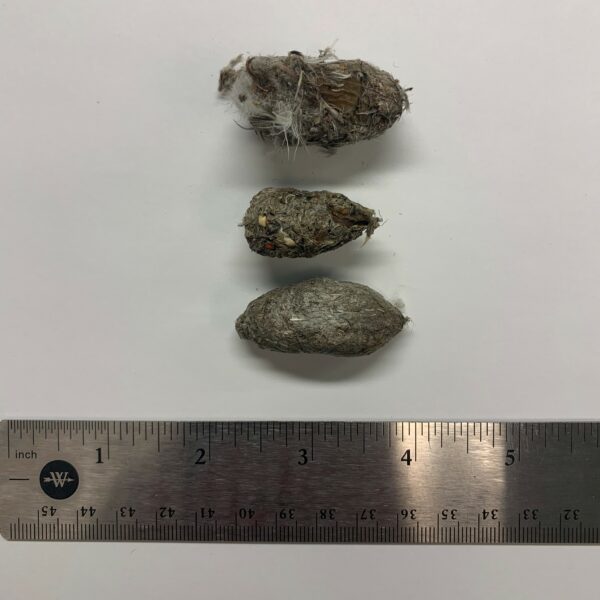 Una imagen de una bolita de halcón peregrino Miden entre 2 y 3 pulgadas de largo y están compuestos por las plumas, el pelo y los huesos de sus presas