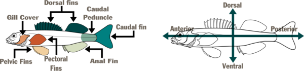 Ilustraciones de ©Makayla DeVivo – DWR