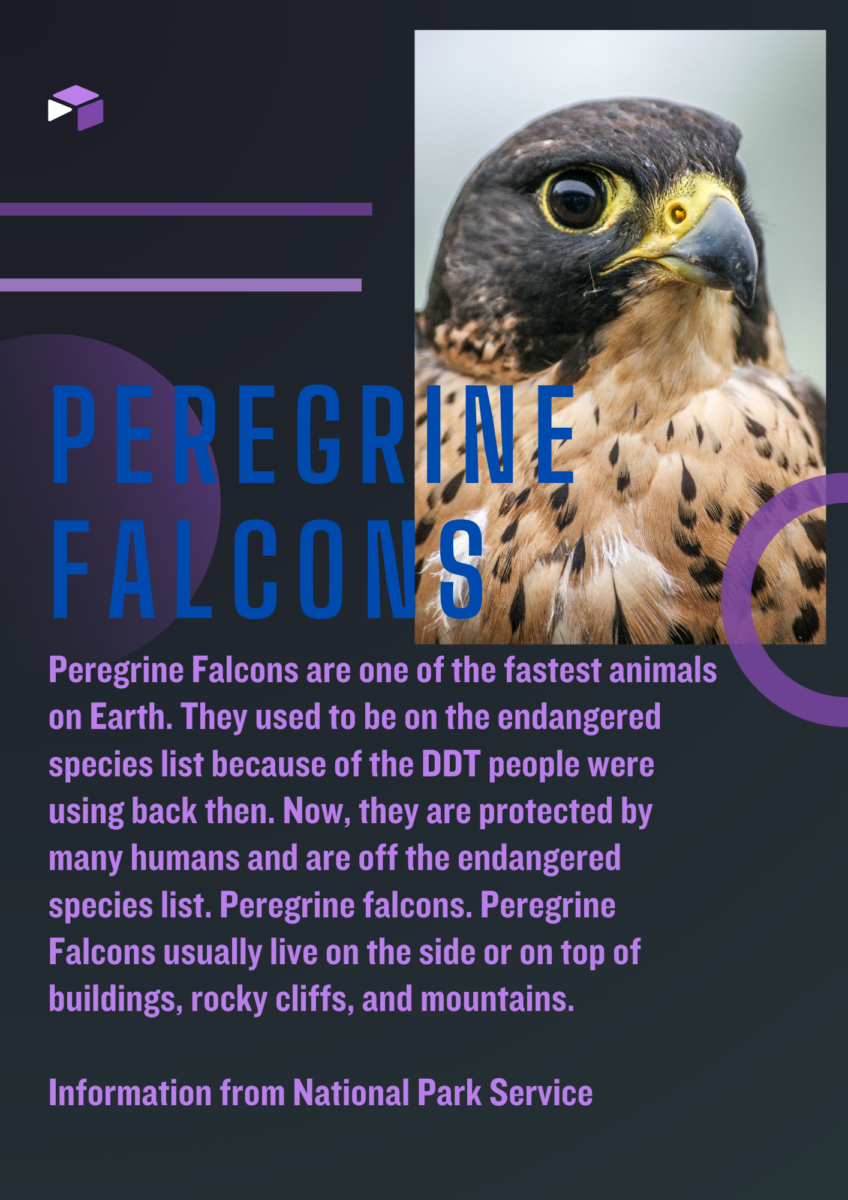 Un cartel que decía "los halcones peregrinos son uno de los animales más rápidos de la tierra. Solían estar en la lista de especies en peligro de extinción debido al DDT que la gente usaba en ese entonces. Ahora, están protegidos por muchos humanos y fuera de la lista de especies en peligro de extinción. Los halcones peregrinos suelen vivir en el costado o en la cima de edificios, acantilados rocosos y montañas. Información del Servicio de Parques Nacionales.