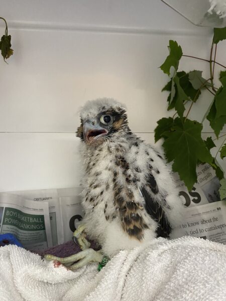 Una imagen de Red descansando sobre una toalla dentro del Centro de Vida Silvestre de Virginia