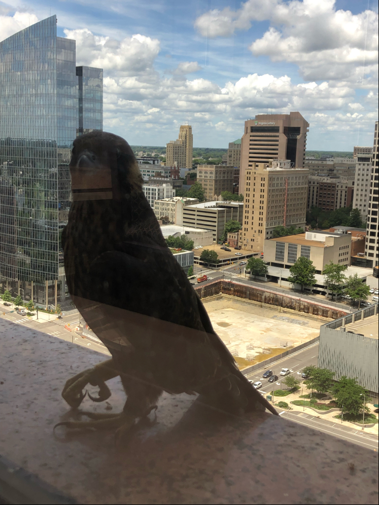 Hembra juvenil 'amarilla' en el alféizar de la ventana de Riverfront Plaza.