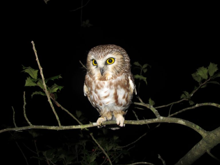 Una imagen de un búho sierra del norte en un acebo