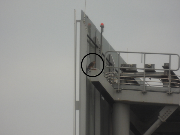 Rojo visto en el edificio Dominion a través de un zoom óptico de 2000x. El ave se encuentra dentro del círculo negro