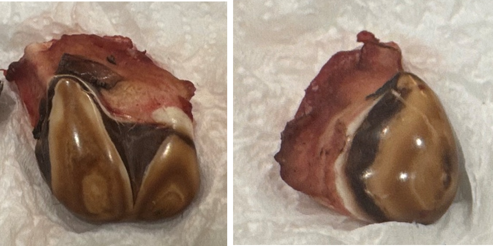 Dos fotos de dientes de alce que fueron extraídos de la mandíbula y exhibidos.