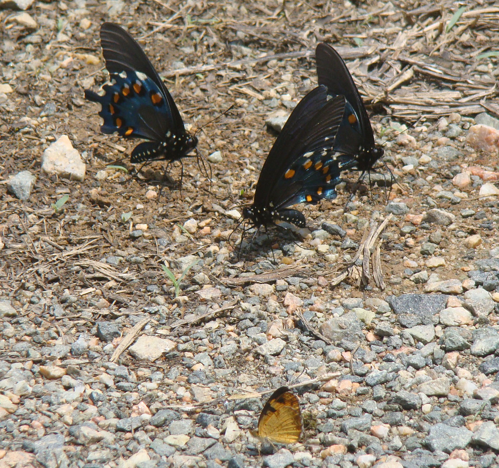 Una foto de tres mariposas más grandes con alas negras con manchas azules y naranjas, con una mariposa más pequeña con alas amarillas y negras. 